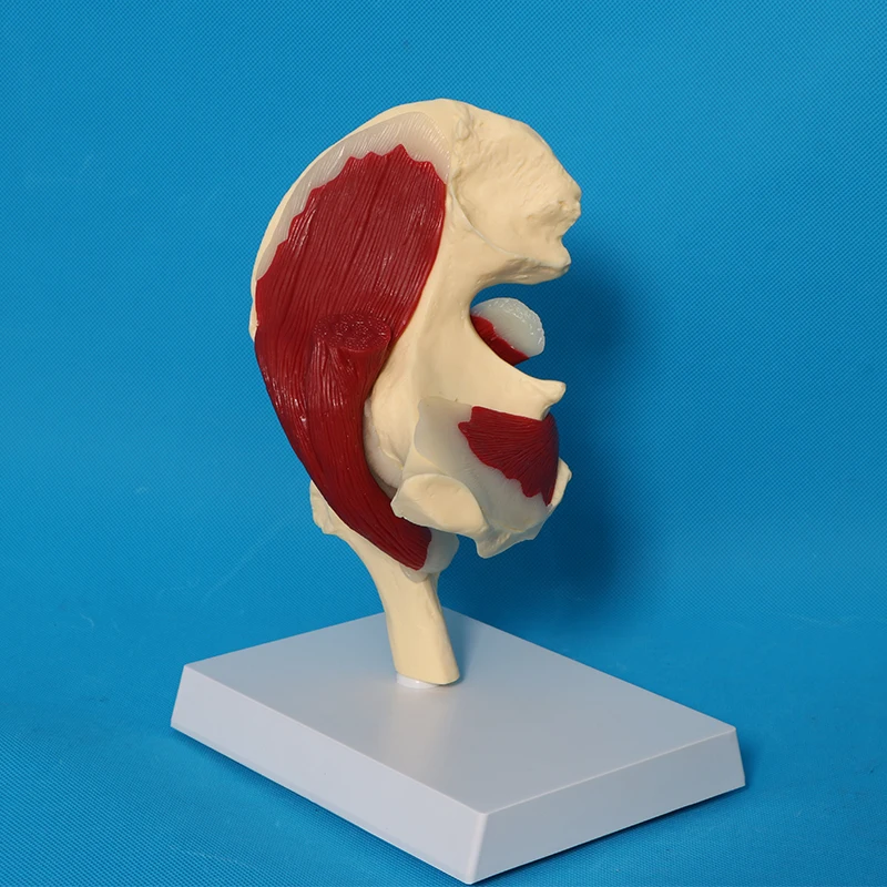Human Skeletal Anatomy Hip Joint Ligament Muscle Model