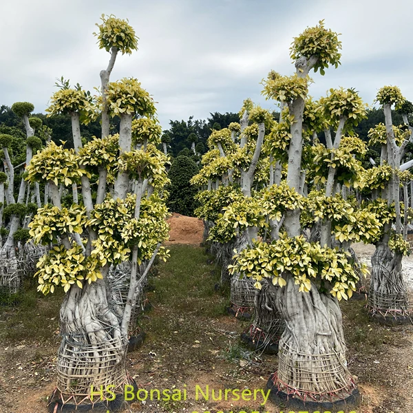 
Beautiful FICUS MICROCARPA ,Chinese Banyan ,Ornamental plants multi root ficus plants at 2.2-2.6m height 