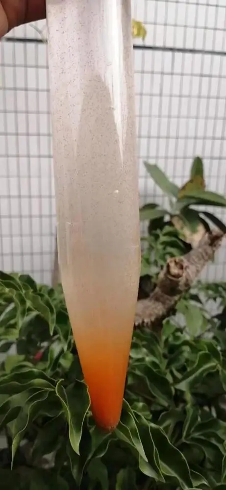 High hatching rate rtemia cysts