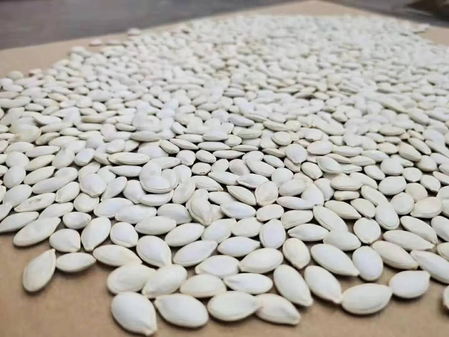 
SHUANGXING SEED ROOTSTOCK SEEDS ONLY FOR WATERMELON 