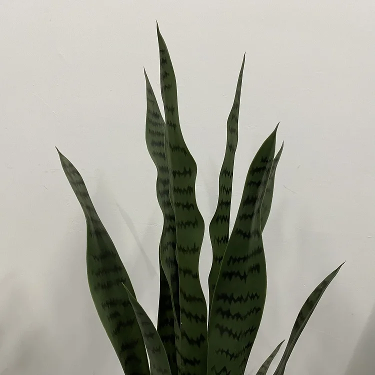 Indoor room decoration landscape artificial plant tropical bonsai fake plant sansevieria
