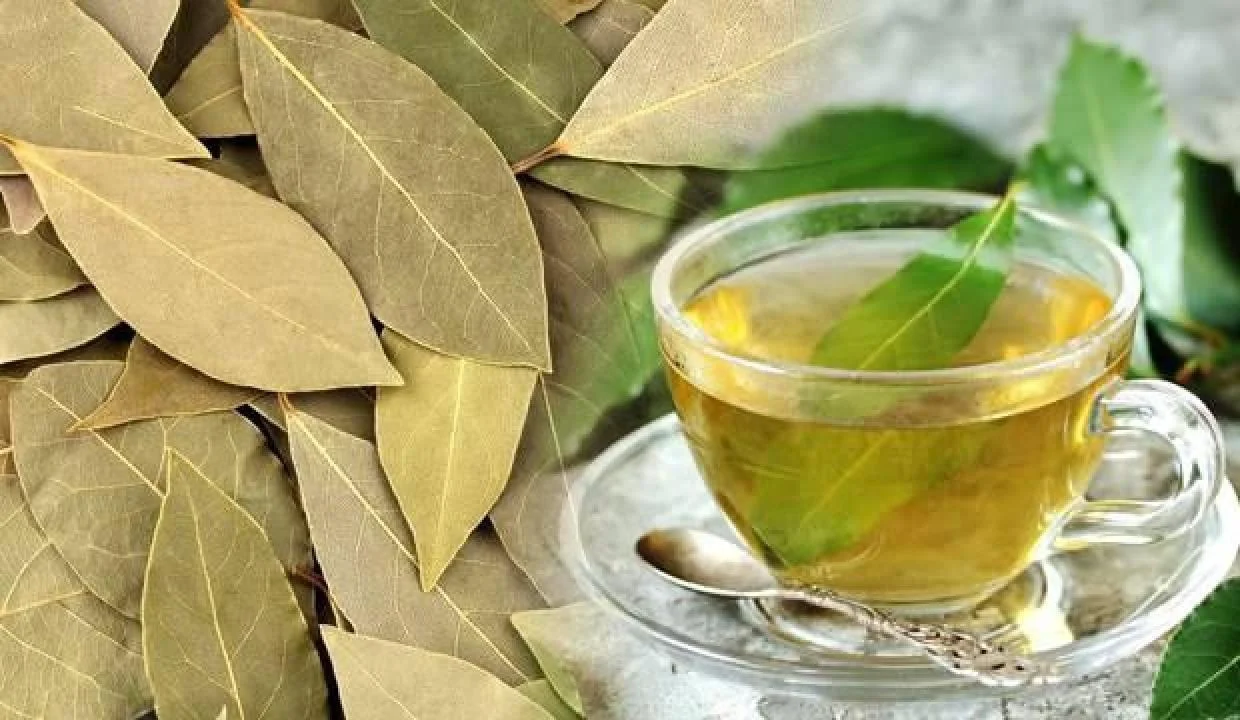 Best Quality Turkish BLUEBERRIES Organic Blueberry