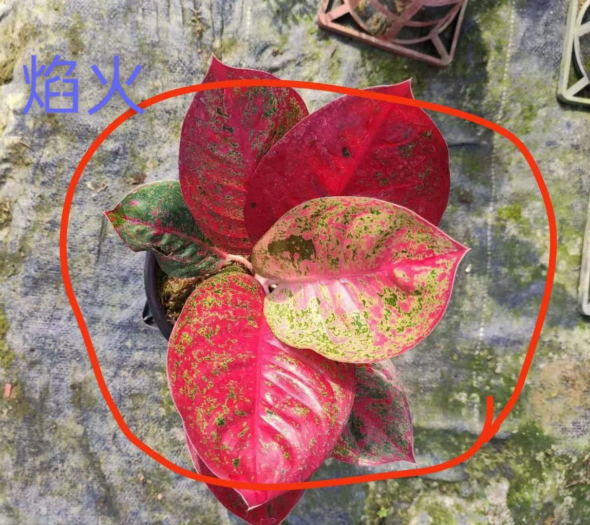 Оптовая продажа, горшочные растения Aglaonema в Тайланде, красного цвета, природного происхождения, разные размеры