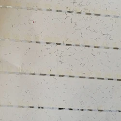 Factory direct selling high quality A4 security paper with security watermark 85 Gsm with silver security thread