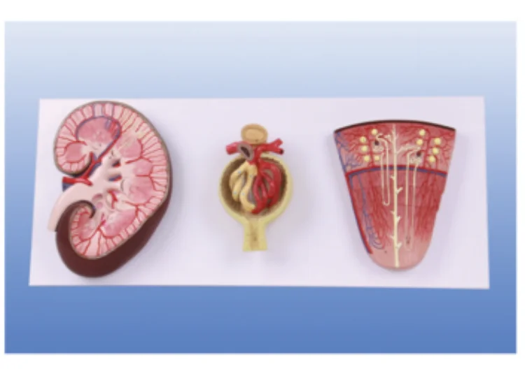 ADA-A1080 PVC Anatomical Kidney Model Nephron and Glomerulus Profile for Medical Science for Nurse Training and School Use
