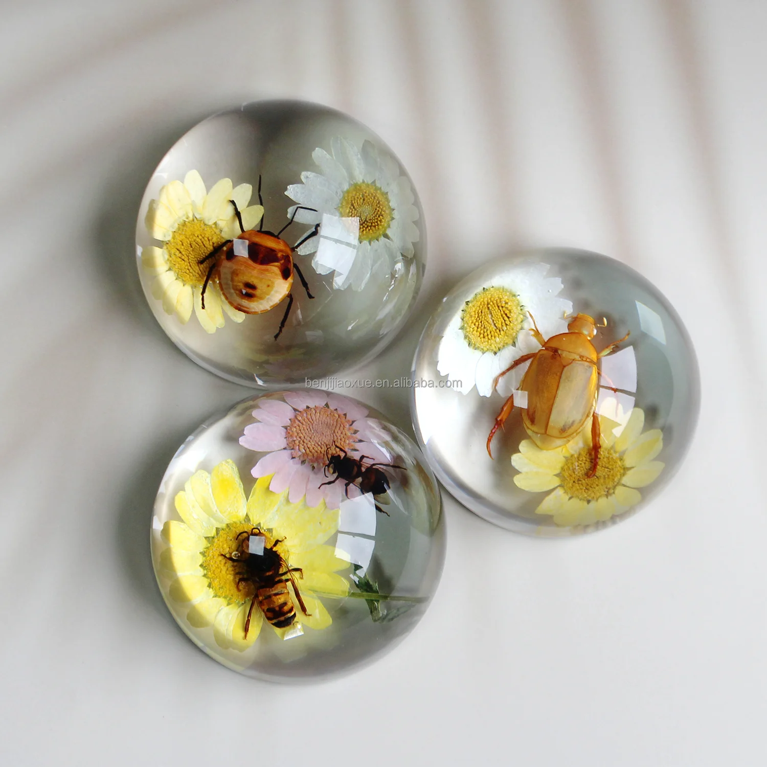 Dia 67mm bee specimen scenery resin crafts real insects in resin paperweight half round natural amber beetle