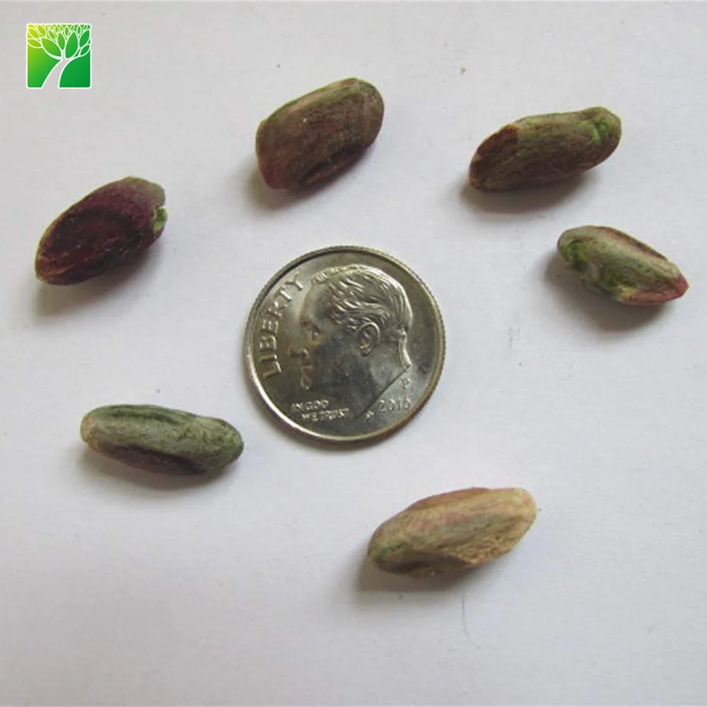 
Cheap wholesale pistacia vera fruit tree saplings pistachio tree plants seedlings from China 