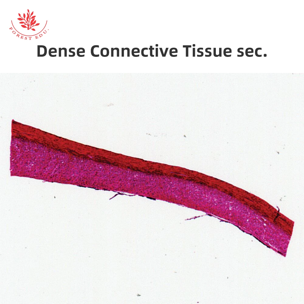 Microscope Prepared Slides 5pcs Connective Tissue Slide Biology High Quality Best Price For Educational Purpose Histology Slides