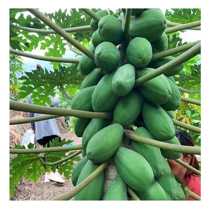 
Rock candy heart of hearts papaya seeds from Taiwan, China 