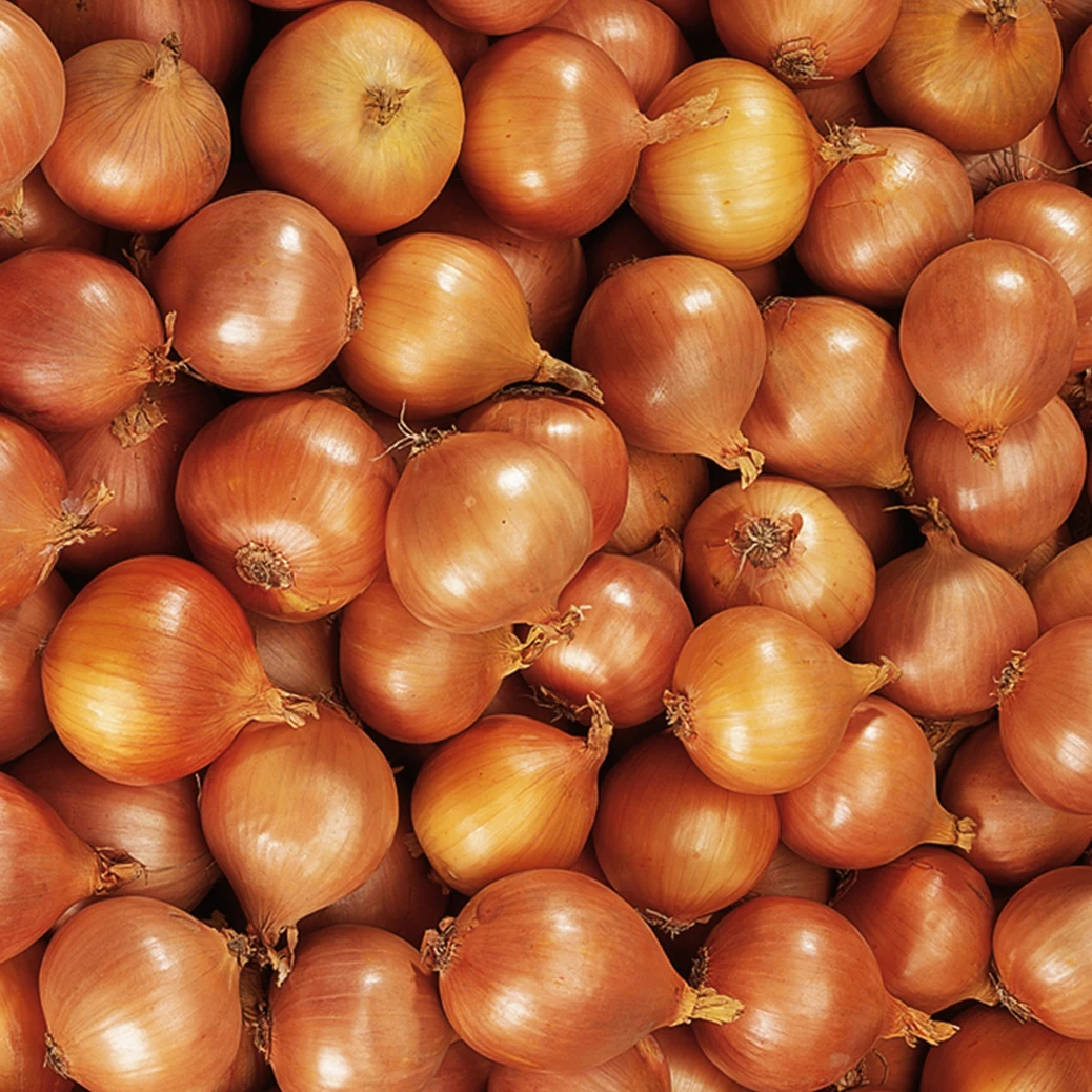 Fresh yellow onions Holland The Netherlands for wholesale private label sizes 75mm / 105mm 5 - 25kg bags best quality