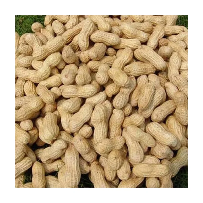 wholesale high quality kernel peanuts bold type peanut kernel peanut kernel buyer
