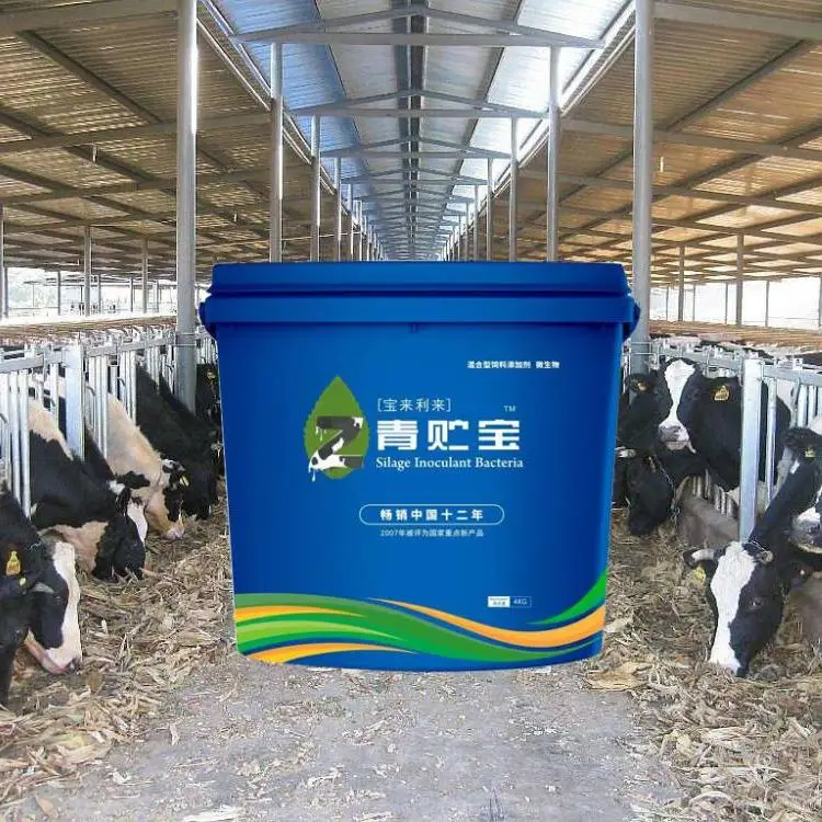 Forage Inoculants Probiotic Silage Inoculant Bacteria and Enzyme Probiotic Silage Fermentation Bacteria for Ruminants