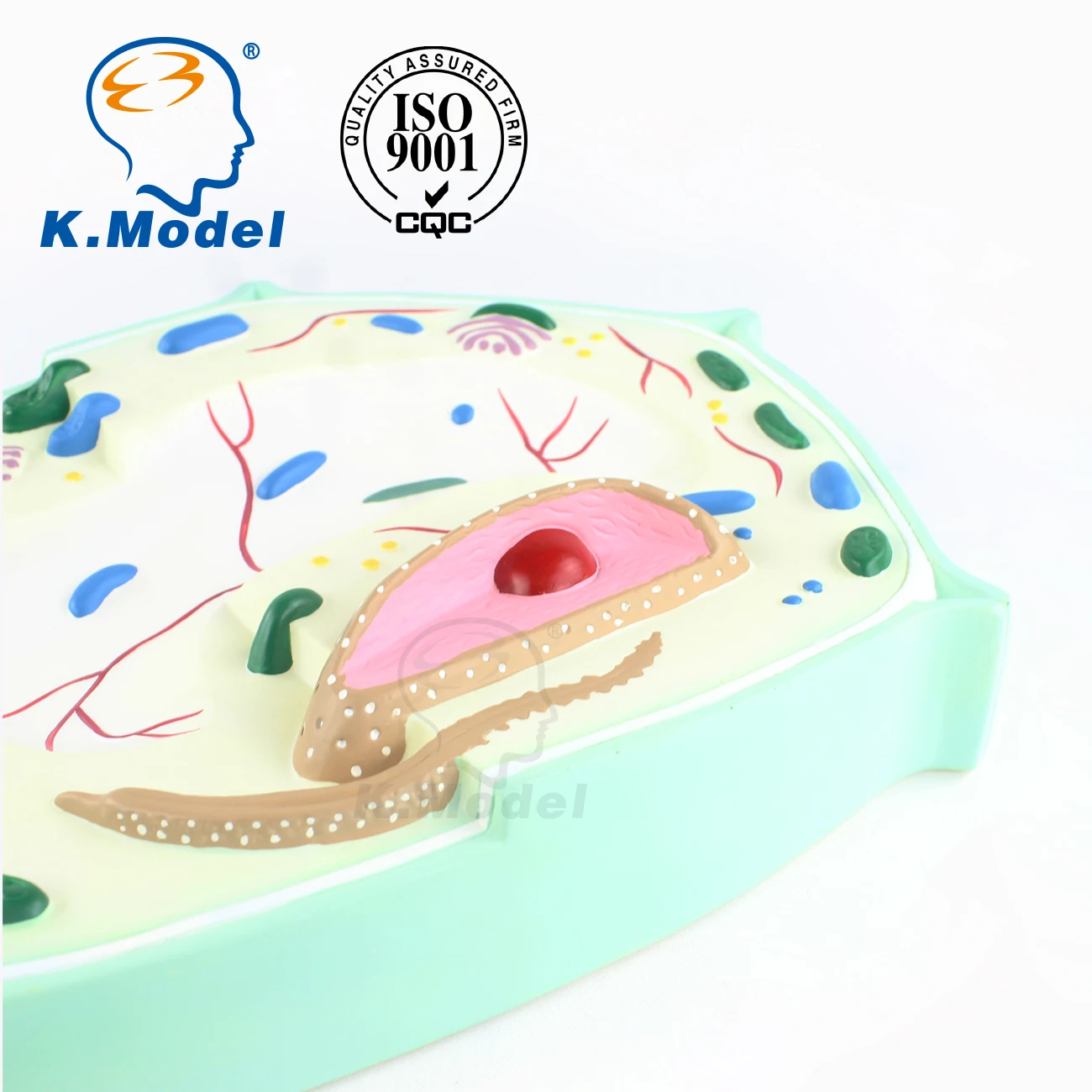 KM-1801 Biological  plant cell  Model