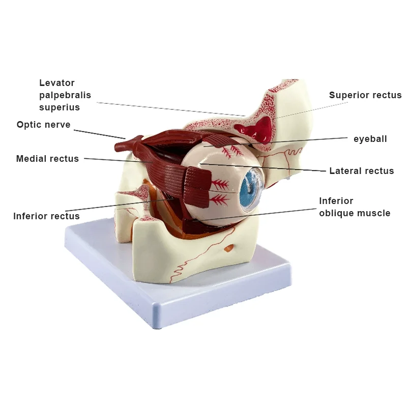 Medical science optical experimental teaching resources for human eyeball orbital structure enlargement model teaching