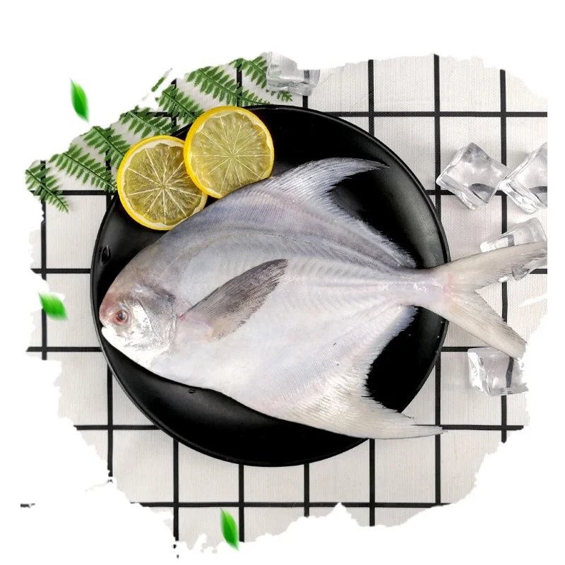 Good Quality Frozen Silver Pomfret Fish with Competitive Price