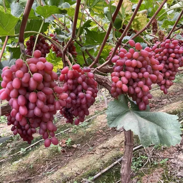 New Crop Delicious Green Grapes Organic Grapes Fresh Fruit Red Grape For Sale