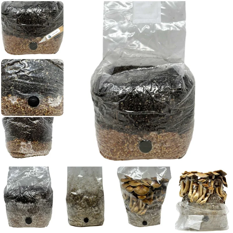 Plastic Bags Mushroom Cultivation High Temperature Resistance Mushroom Grow Bags With Filter