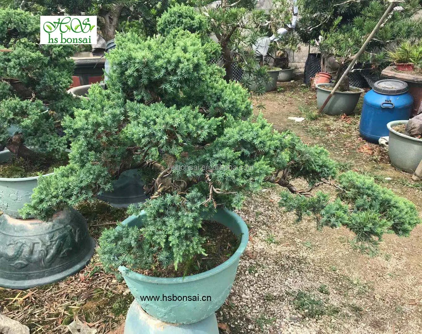 Professional producer foliage plants natural plants ornamental Juniperus chinensis var. sargentii  alive plants