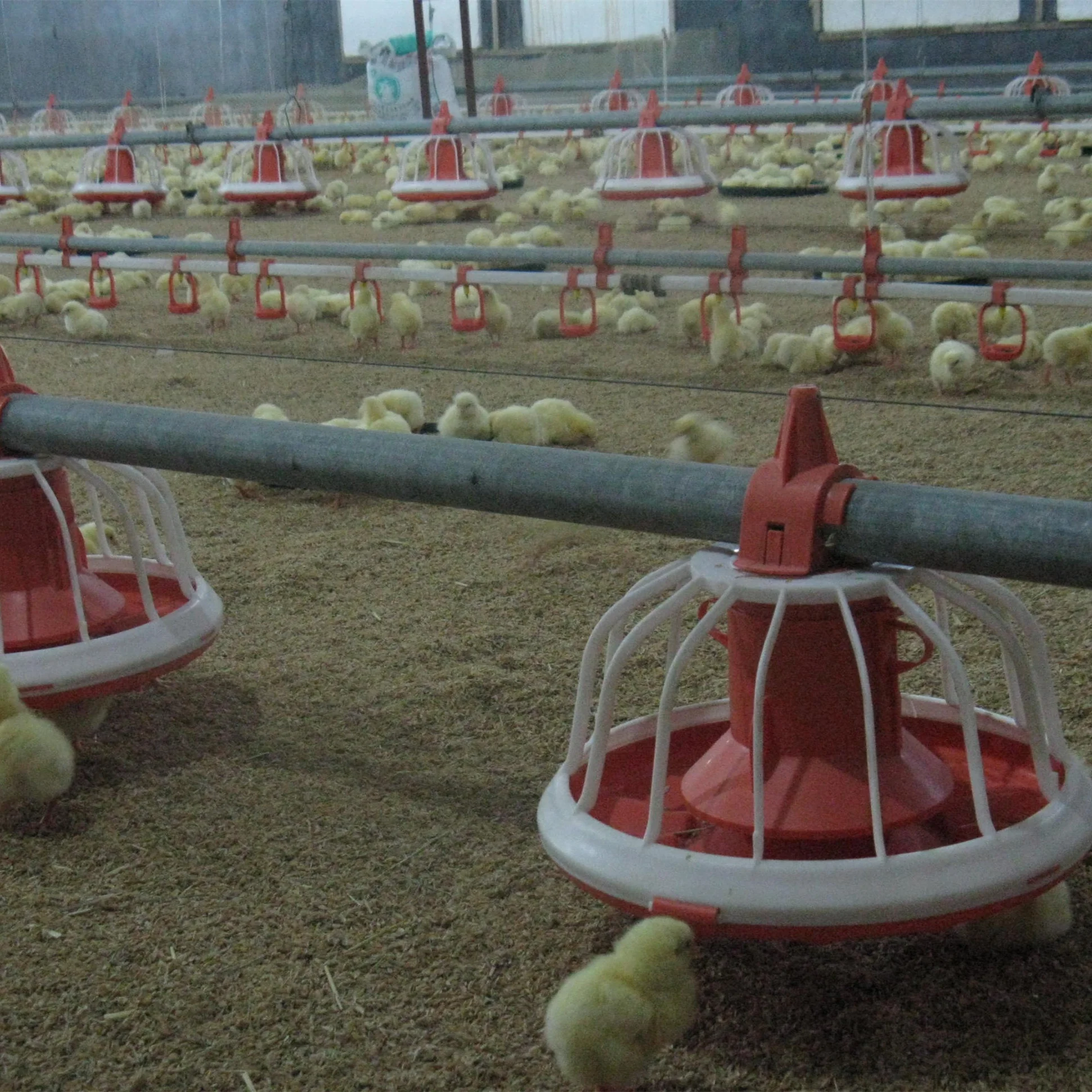Animal feeder poultry Chicken farming house equipment for broiler/breeder/laying/chick