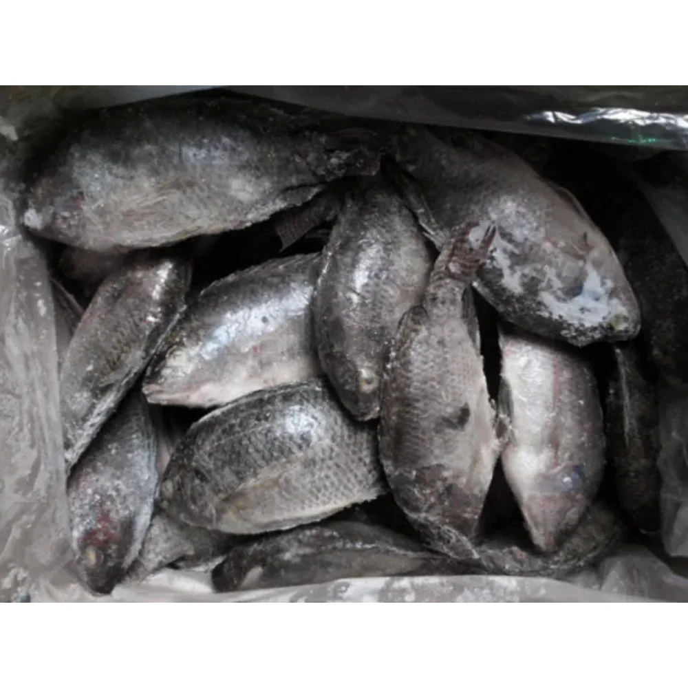 Wholesale price frozen fish tilapia wholesale price per kg frozen black tilapia fish frozen tilapia fish