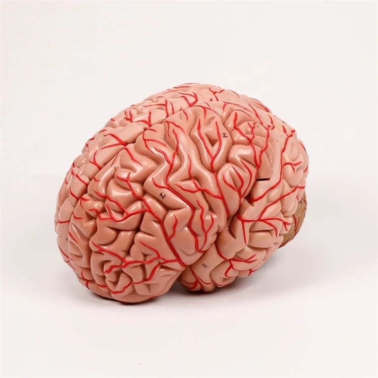 Заводская поставка, анатомическая модель мозга, 9 частей, модель мозга, анатомические тренировочные модели мозга для обучения медицине