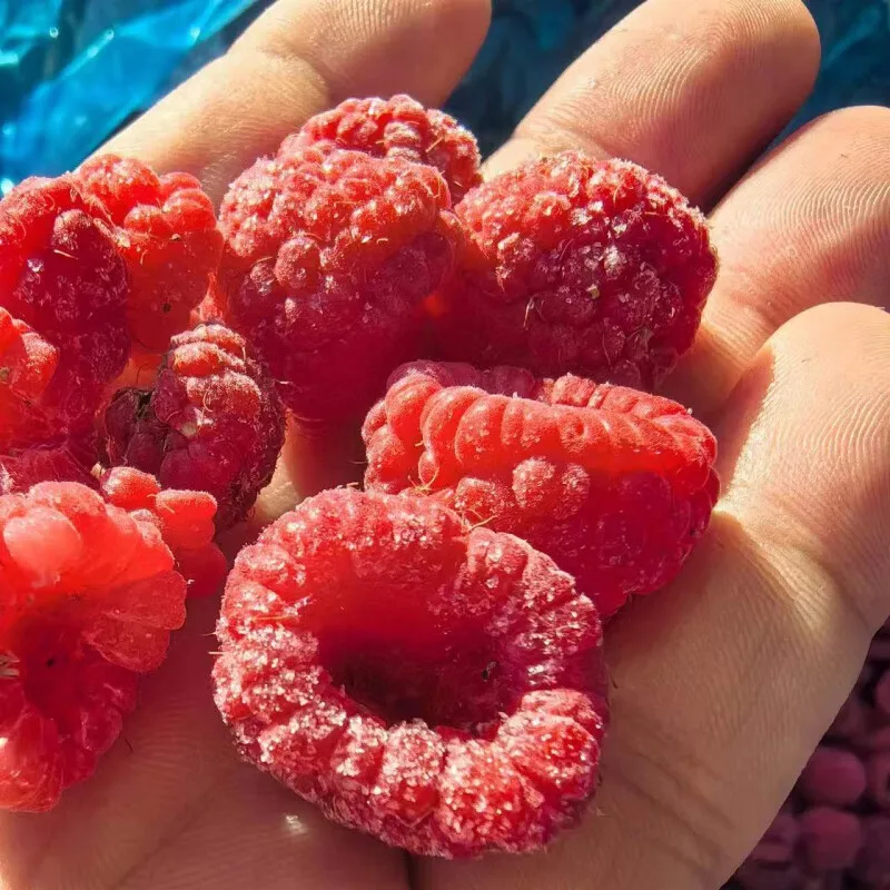 IQF Organic Whole Sweet Raspberries Bulk Frozen with Cube and Ball Patterns Carton Packaging