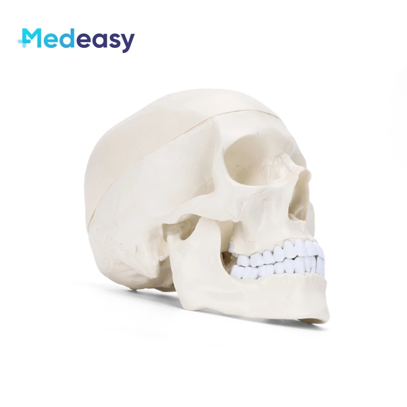 Белая пластиковая модель человеческого черепа