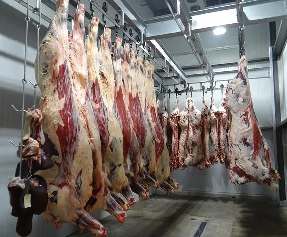 abattoir cattle slaughtering meat carcass hanging hooks