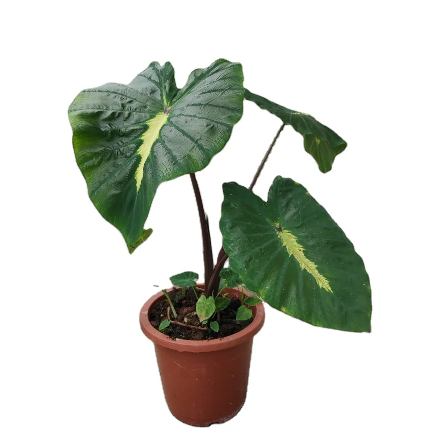 Real plants Indoor ornament Alocasia/Colocasia white lava plant of Indoor ornament  Supplier