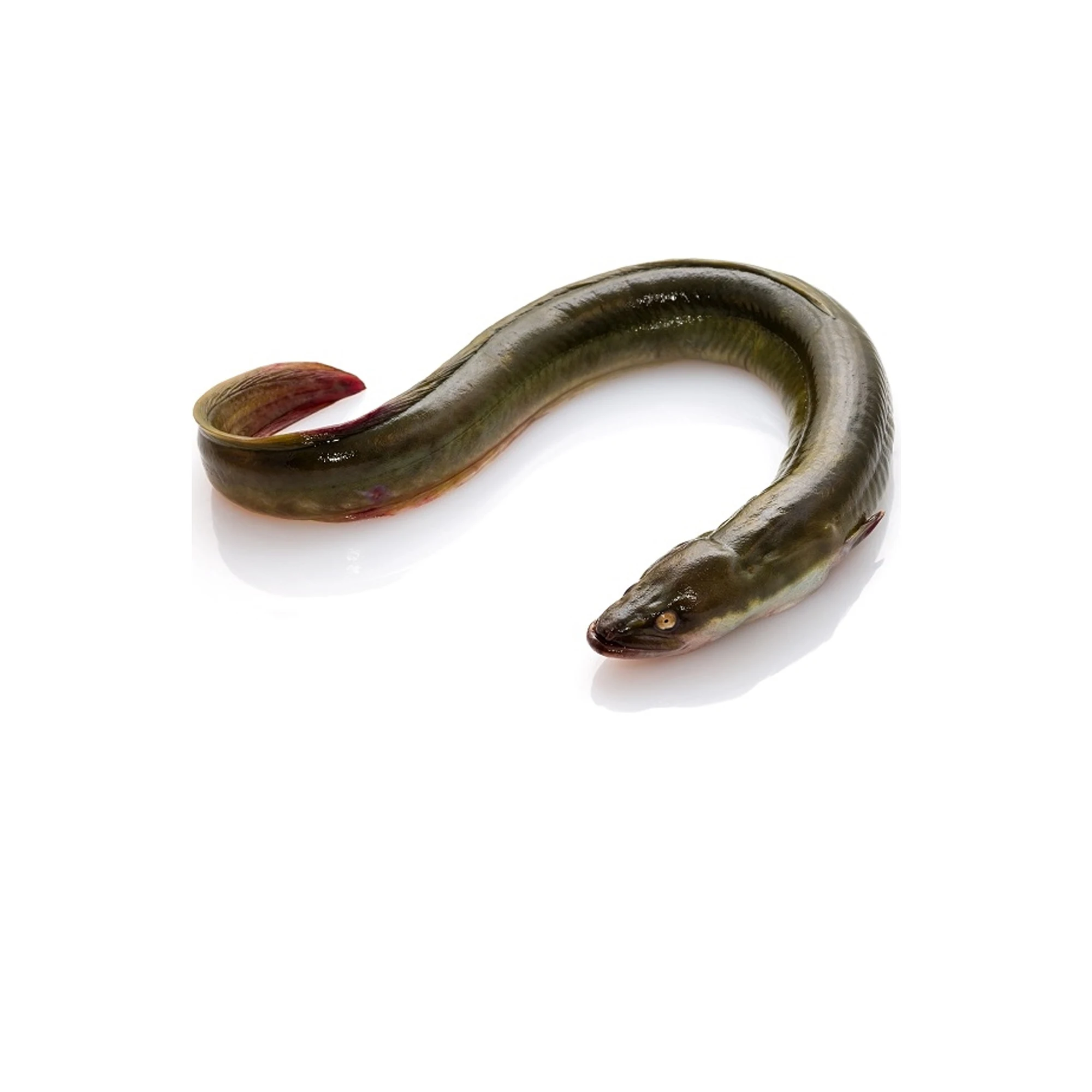 Top Selling Cheap Price Supplier From Bangladesh Frozen Yellow Conger Eel Seafood Fish At Wholesale Price With Fast Shipping