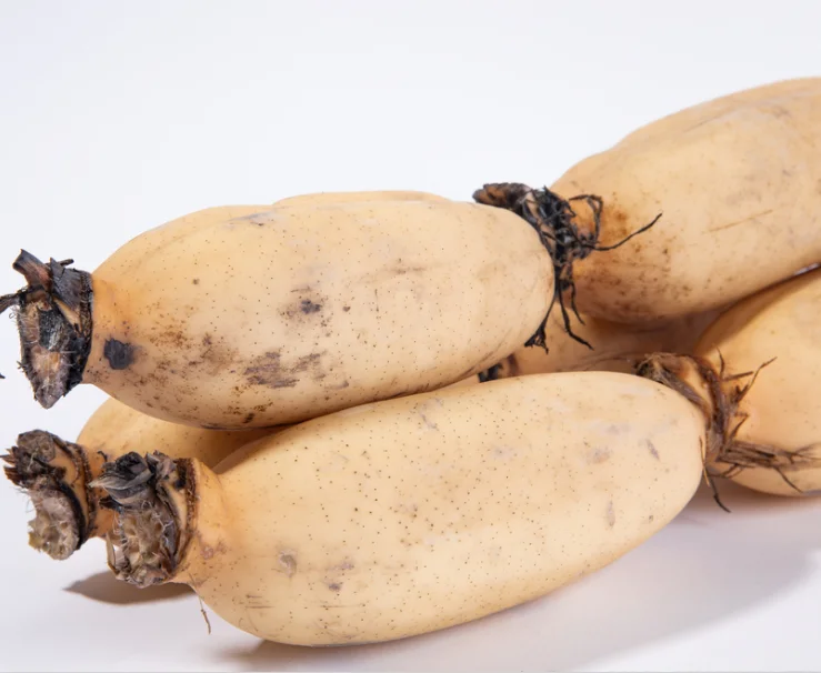 Большая оптовая продажа свежих корней лотоса