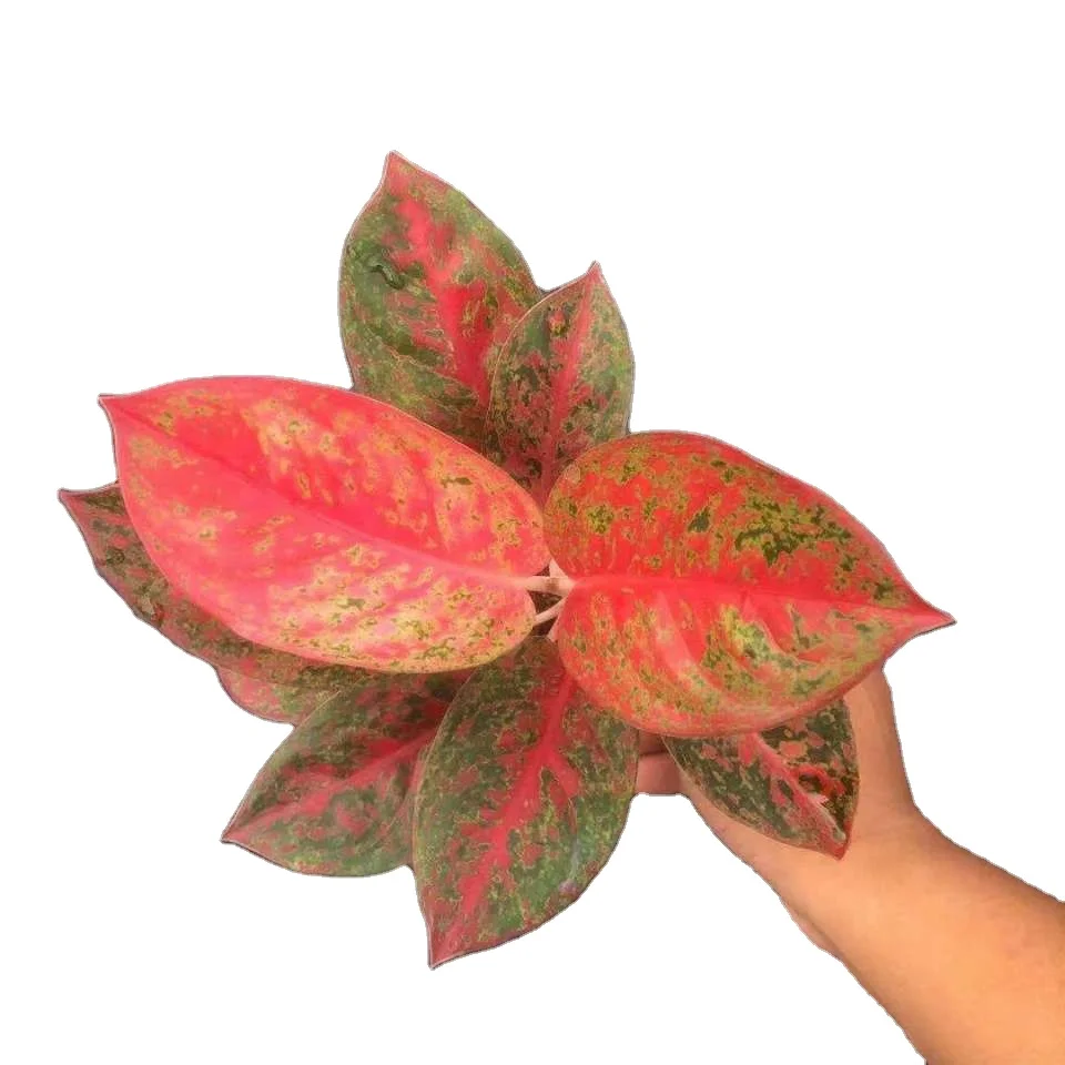
Aglaonema live plant red sun indoor tropical plants sale 