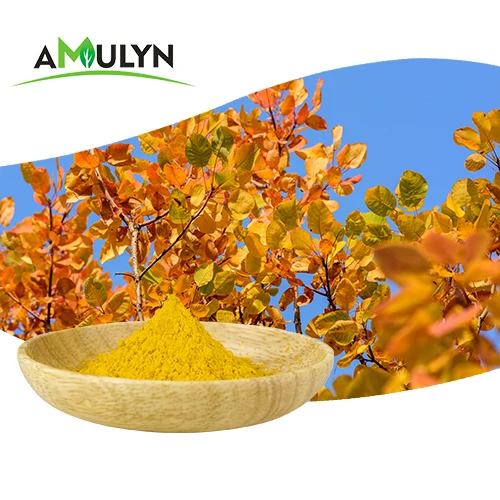 Smoke Tree Extract 98% Fisetin Cotinus Coggygria Extract for supplements (1600642292582)