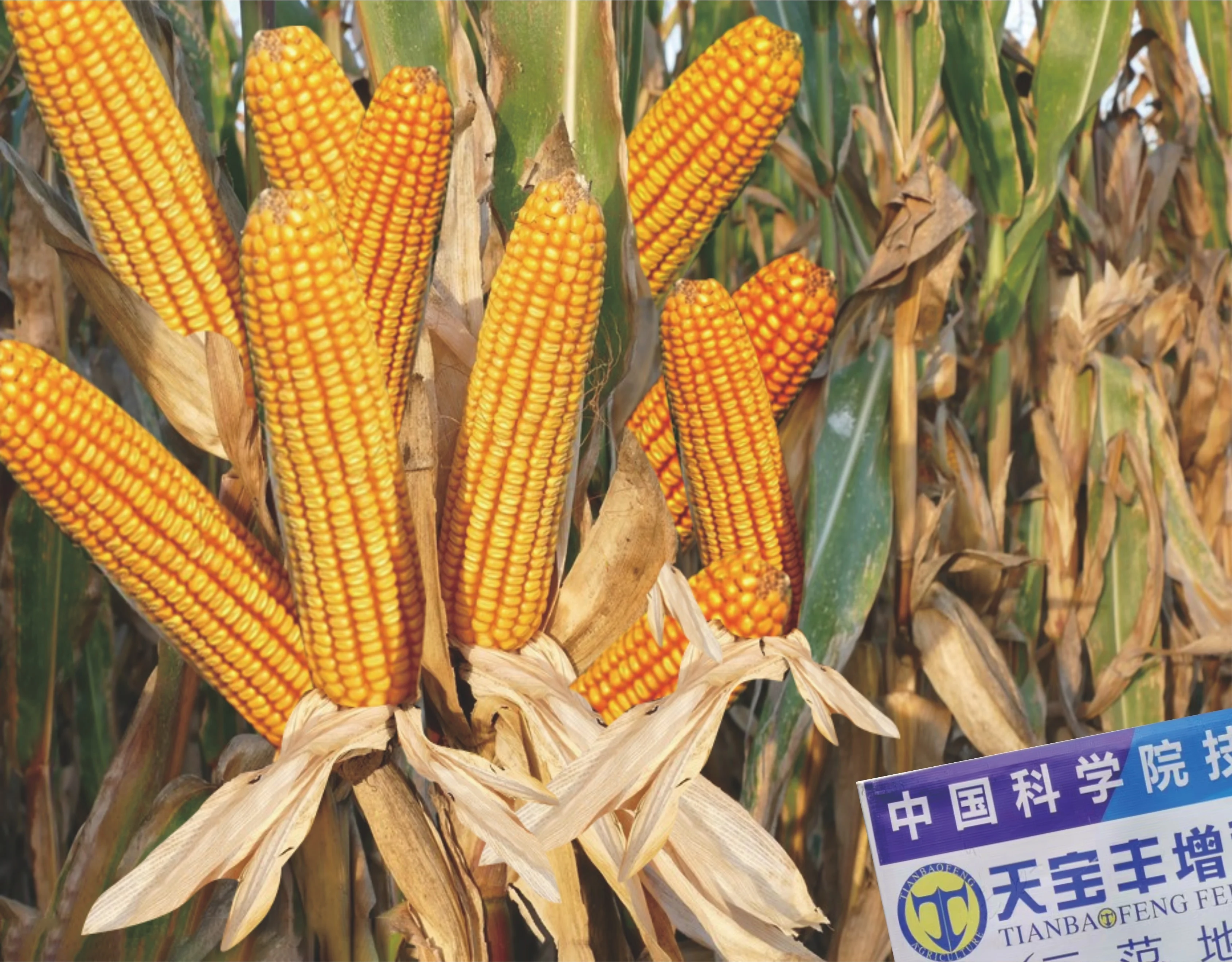 high quality slow release fertilizer NPK 20-5-7