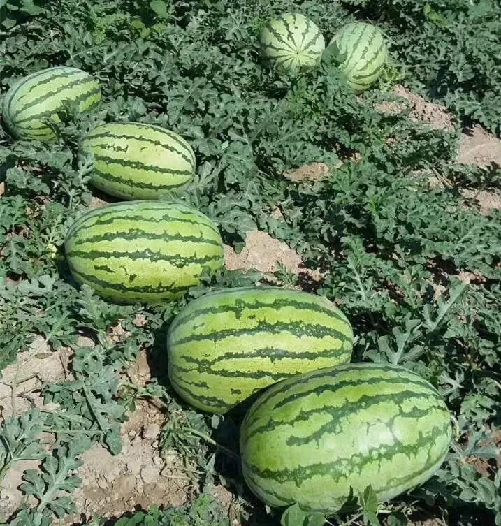 Overlord No.2 Chinese high resistance oval shape watermelon seeds