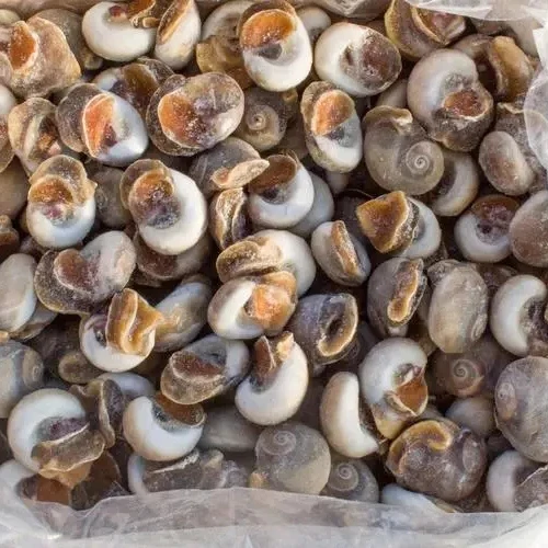 Hot Sale Good Quality Cold Storage Fresh Frozen Moon Snail