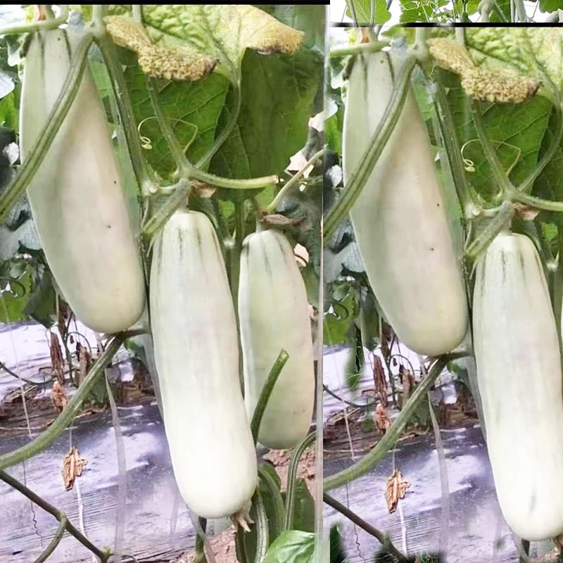
Mixed melon seeds high yields good taste high disease from China 