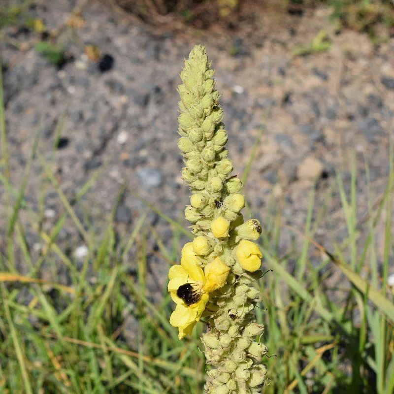 Mao Rui Hua Natural Mullein flower and Leaf cut Dried Mullein Tea