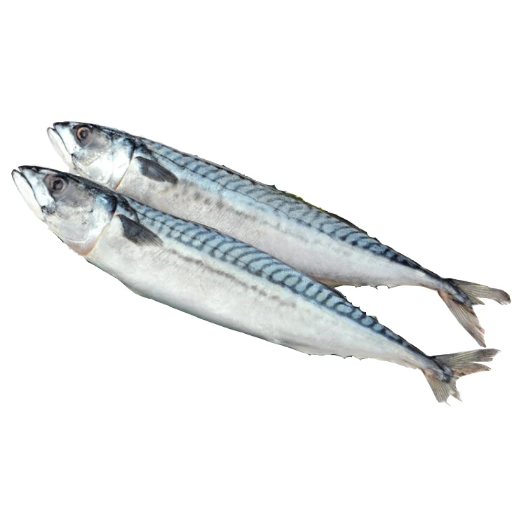 Hot selling high quality frozen mackerel factory wholesale price frozen fish frozen seafood high nutrition frozen mackerel
