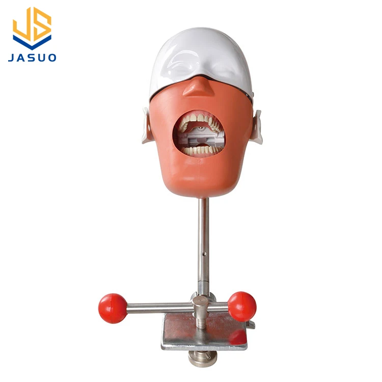 Factory Direct Sell Medical Science Educational Adult Teeth Dummy Dental Model
