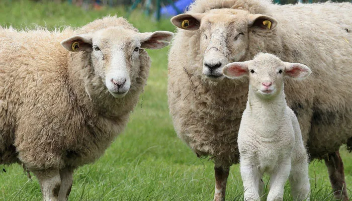 Multivitamins Oral Solution Poultry Amino Acid Supplement Regulate Intestines Increase Animal Growth Feed Grade