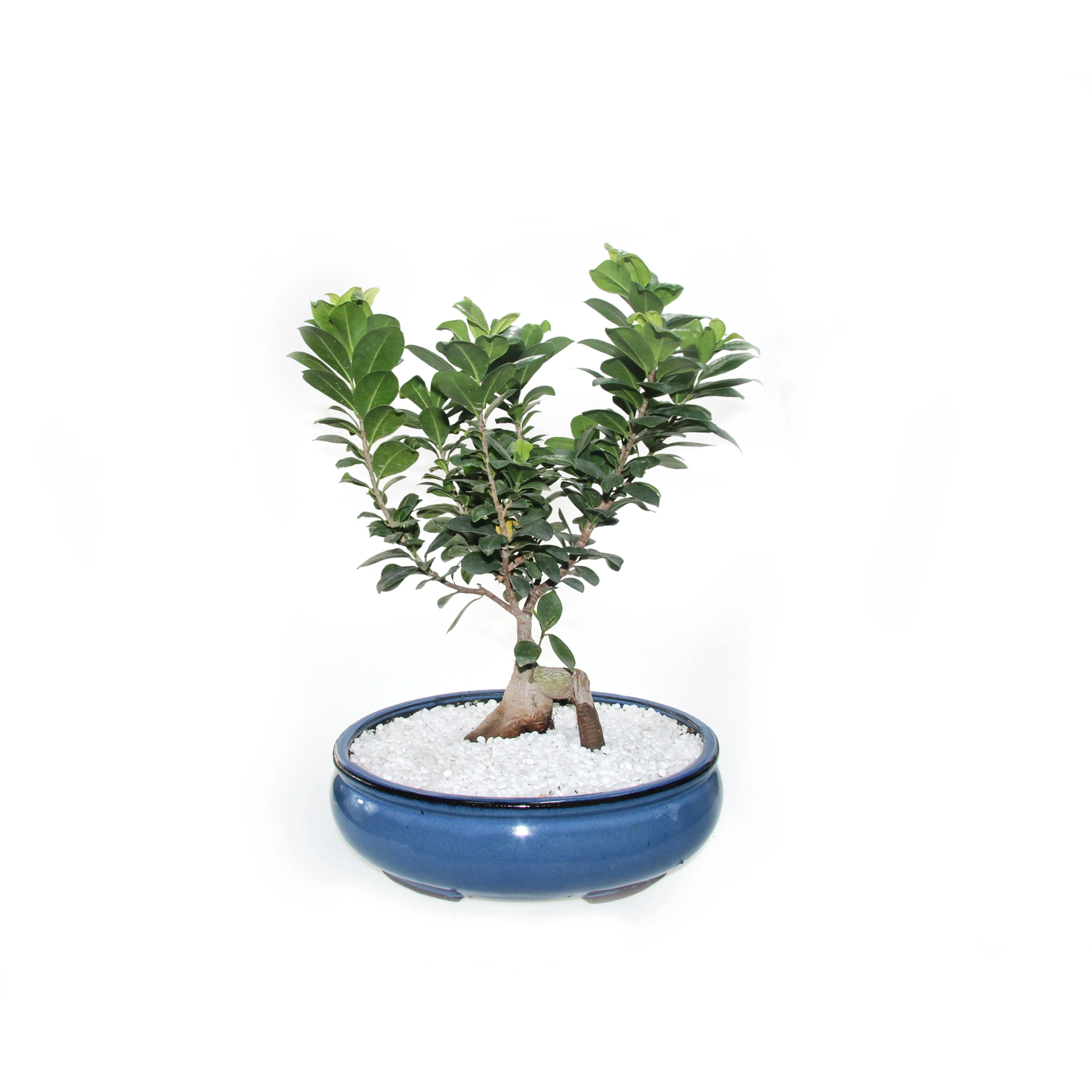 Горячая Распродажа натуральный и реальный мини-Бонсай Фикус микрокарпа дерево для украшения