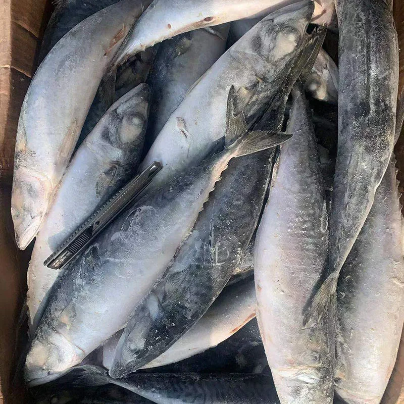 Заводской изготовитель IQF Тихоокеанская скумбрия морепродукты гигантская дикая природы для японской кухни бренд Senwang