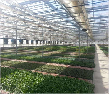Auto climate control commercial greenhouse for sale