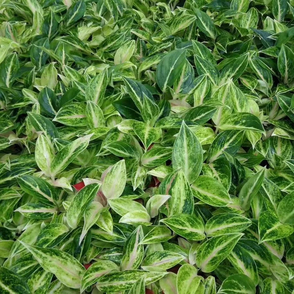 Культура тканей растений саженцы серебряный узор