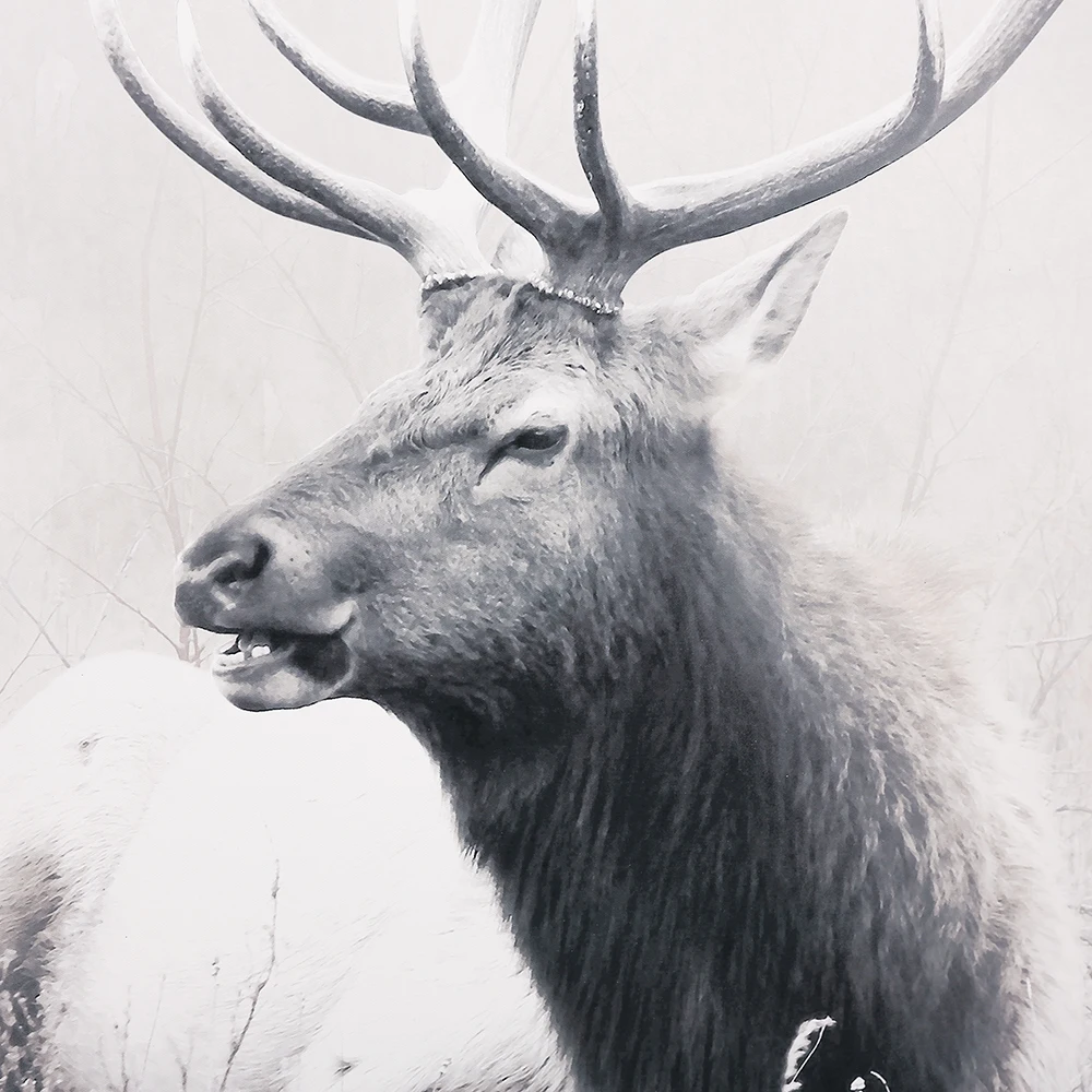 
Customize modern animal art black and white design floating picture canvas print with frame 