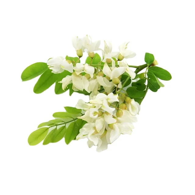Pure Natural High Quality Sophora Japonica L. Extract Quercetin Dihydrate 98% HPLC