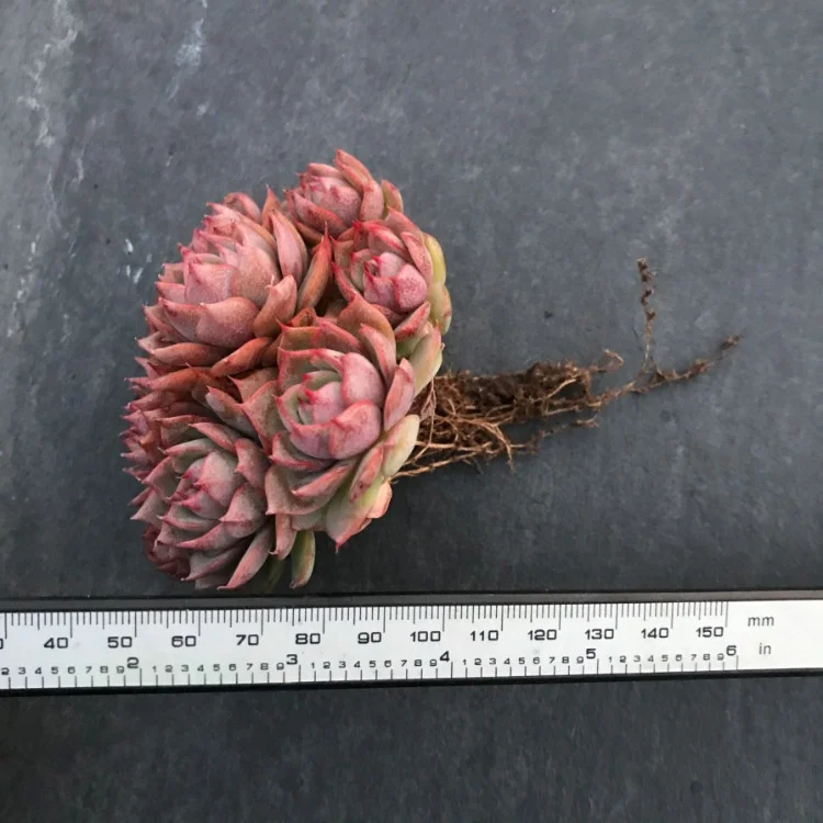 
real succulents live plants set natural bonsai 