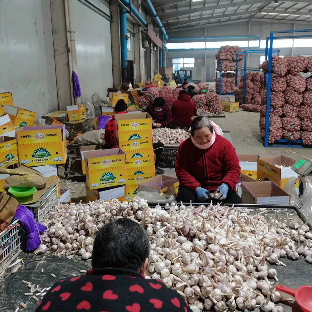 Alho Fresco 10kg Box Packing Fresh China 2023 Crop Garlic Price