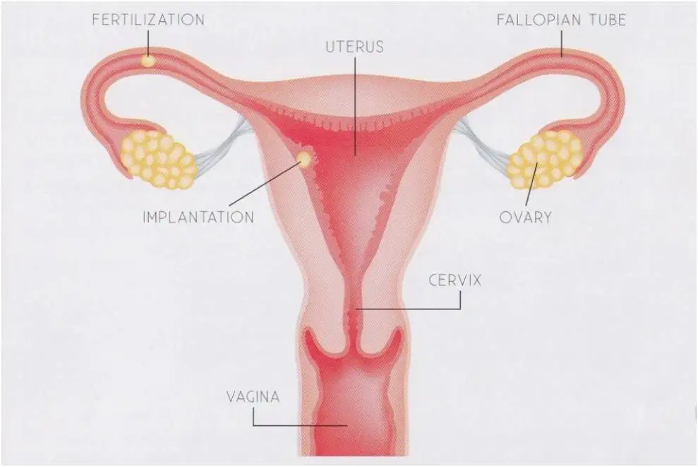 VELAS 1940nm лазер для гинекологической хирургии